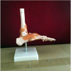 Apex Foot Joint Model With Muscles actual size